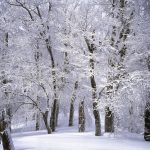 Ohne Erkältung durch den Winterwald