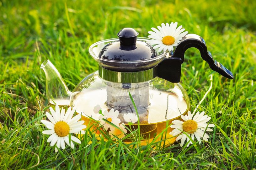 Tee aus der Apotheke: Kamillentee. Gläserne Teekanne mit Kamillentee im Gras mit Kamillenblüten