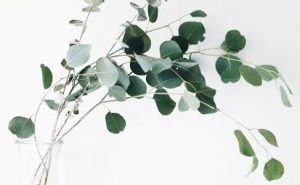 Mit Pflanzen gegen den Husten: Eukalyptusblätter
